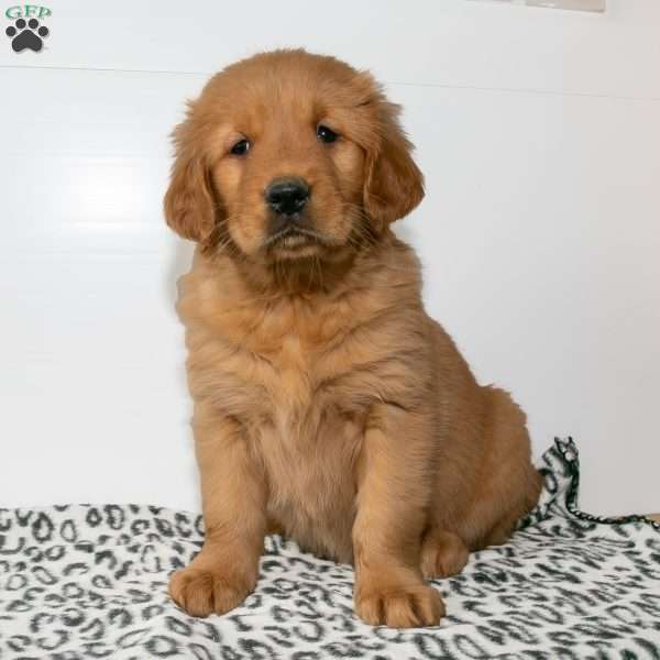 Carla, Golden Retriever Puppy